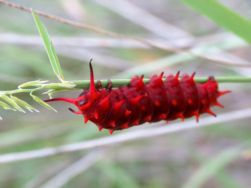 Pipevine swallowtail