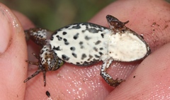 Cacosternum boettgeri