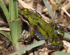 Cacosternum boettgeri