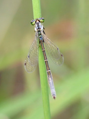 Ischnura cervula