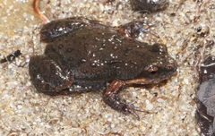 Cacosternum boettgeri