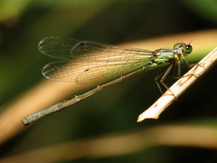 Ischnura cervula