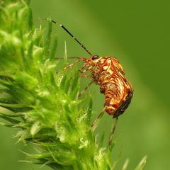 Taedia