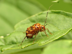 Taedia