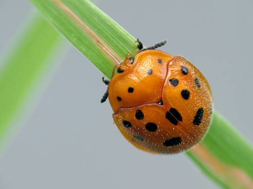Chelymorpha phytophagica Crotch, 1873