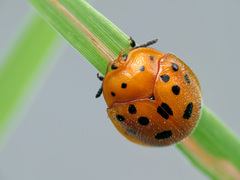 Chelymorpha phytophagica