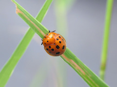 Chelymorpha phytophagica