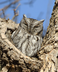 Western Screech-Owl photo 2