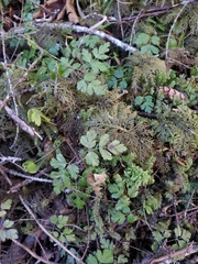Coptis aspleniifolia