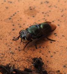 Duomyia