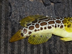 Leopard Jawfish photo 3
