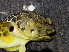Leopard Jawfish photo 2