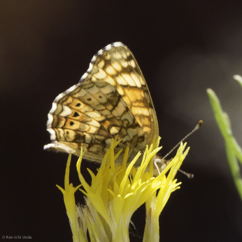 iNaturalist observation photo of Mylitta Crescent