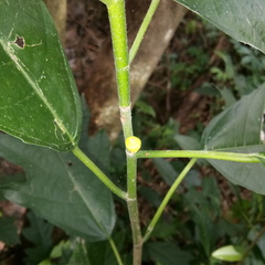 Ficus montana