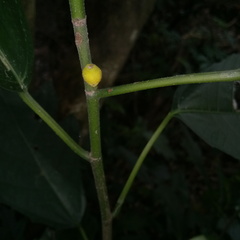 Ficus montana
