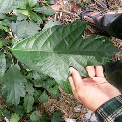 Ficus montana