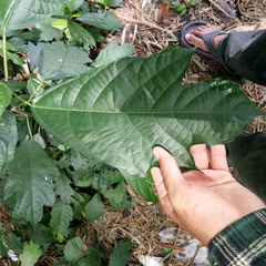 Ficus montana