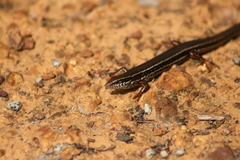 Ctenotus labillardieri
