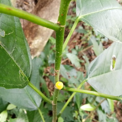 Ficus montana