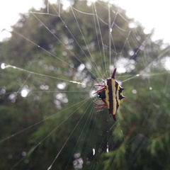 Gasteracantha transversa