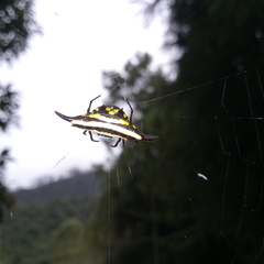 Gasteracantha transversa