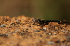 Ctenotus labillardieri