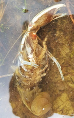 Cherax destructor