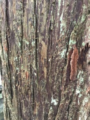 Cupressus nootkatensis