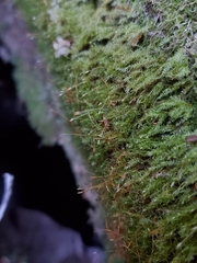 Tetraphis geniculata