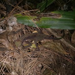 Gonocephalus kuhlii