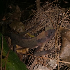 Gonocephalus kuhlii