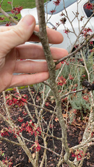 Hamamelis × intermedia