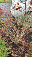 Hamamelis × intermedia