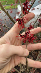 Hamamelis × intermedia