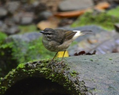 Myiothlypis fulvicauda