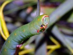 Melanodes anthracitaria