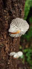 Pseudohiatula irrorata