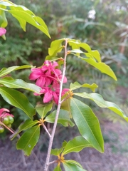 Ochnaceae