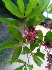 Ochnaceae