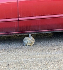 Sylvilagus nuttallii