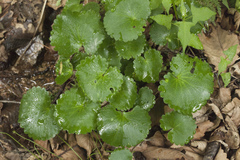 Micranthes manchuriensis