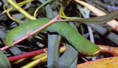 Melanodes anthracitaria