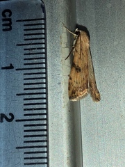 Micrathetis triplex