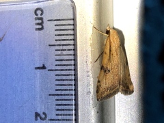 Micrathetis triplex