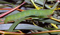 Melanodes anthracitaria