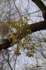 Phoradendron macrophyllum macrophyllum