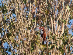 Halcyon smyrnensis