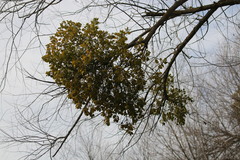 Phoradendron macrophyllum macrophyllum