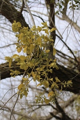 Phoradendron macrophyllum macrophyllum