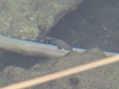 Cyprinodon nevadensis mionectes